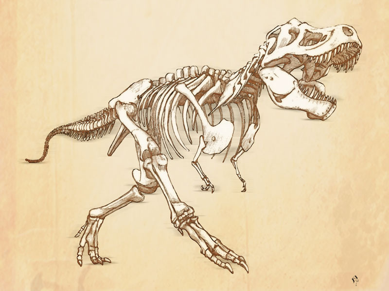 Tyrannosaurus rex Skeleton