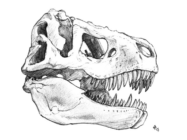 t rex skeleton head drawing