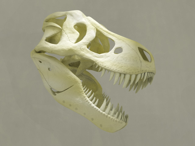 Tyrannosaurus rex Skull 2